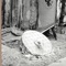 Esotro - Lucrecia Dalt lyrics