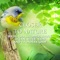 Music for Deep Sleep - Nature Collection lyrics