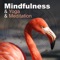 Pure Massage Music - Mindfulness Meditation Guru lyrics