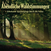 Abendliche Waldstimmung: Erholsame Spaziergänge in der Natur - Kings of Nature