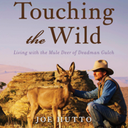 Touching the Wild: Living with the Mule Deer of Deadman Gulch (Unabridged)