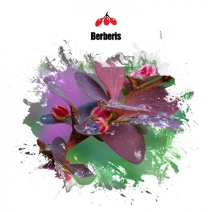 Shaman EP - Single