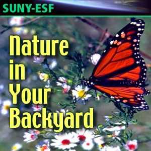 Nature in Your Backyard - Videos cover