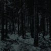 Abstrakter Wald, 2014