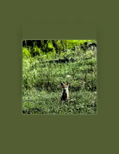 Poslechněte si interpreta Alpha Beta Fox, sledujte hudební videa, přečtěte si životopis, podívejte se na data turné a další informace.