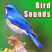 Sound Ideas - Cardinal Bird Calls & Chirping