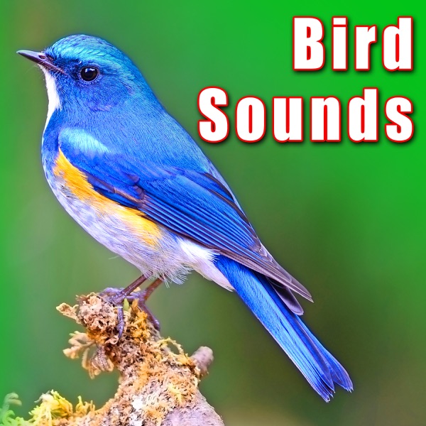 Vocalization & Bird Calls from Blue & Yellow Macaw