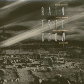 Rain Tree Crow - Blackwater