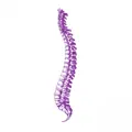 Crimson Purple