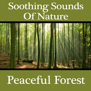 Soothing Sounds of Nature: Peaceful Forest
