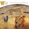 Serengeti Dawn