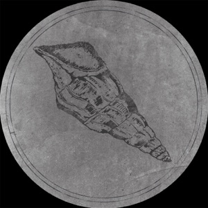 Calyptraphorus Velatus - Single
