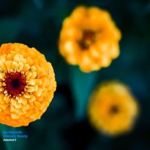 Awashed II (Obscure Beauty)