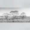 Yusuke Tsutsumi - Summer