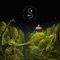 Lianas - Floex lyrics