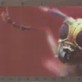 Fear of Fireflies