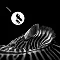 The Noise Consort - 