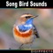 Mistle Thrush Bird - Digiffects Sound Effects Library lyrics