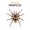 Tarantella (Extended Mix) artwork