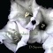 Lopin' the Donkey - D-Squared lyrics