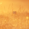Reborn - Single