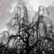 The Sun Roars Into View - Colin Stetson & Sarah Neufeld lyrics