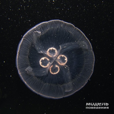 Модель поведения
