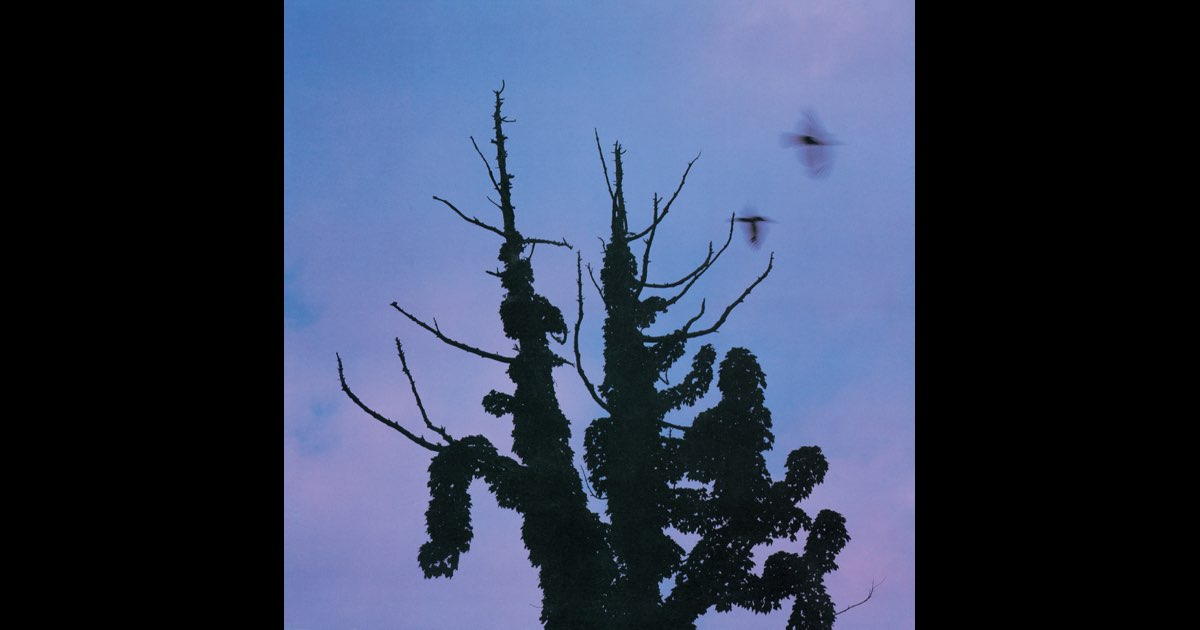 あぶらだこ 木盤 LP Amazon.co.jp: あぶらだこ(木盤): ミュージック