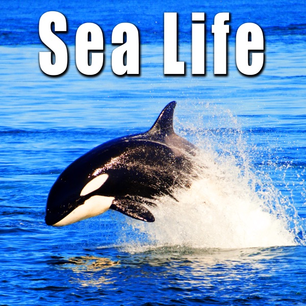 Various Clicking & Occasional Low Grunts from Sperm Whale