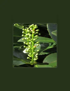 Ouve Cowboy of the Orient, vê vídeos de música, lê a biografia, vê as datas da digressão e muito mais!