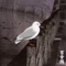 The Angel of the Odd - Merzbow lyrics