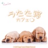 Sleep chopin - Etudes Op. 25