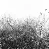 Simon Joyner - Evening Song To Sally