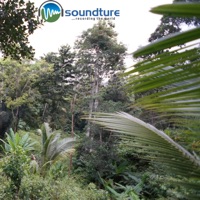 Amazing Morningsounds