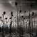 Children of the Sun - Dead Can Dance