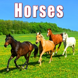 Horse Eating Grain from Bucket