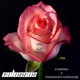 Cherish Paradigm Paradise Single
