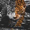 Woahh! - LEOPVRD lyrics