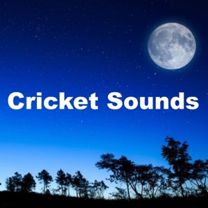 Cricket Sounds for Relaxation - EP