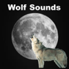 Wolf Sounds in the Rain - Wolf Sounds