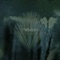 Slow Gold Becoming - Thomas Giles lyrics