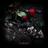 Rose Blooms In Bloodred