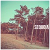 Sequoia - Single