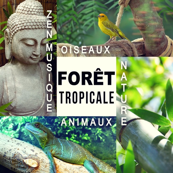 Forêt tropicale - Nature, Animaux, Oiseaux, Zen musique