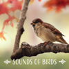 Zen Garden & Birds Sounds for Inner Peace - Stress Relief Calm Oasis