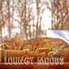 Loungy Moods, 2016