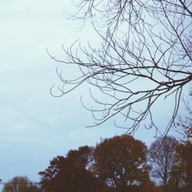 Pine Needles Sinerider