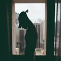 Pillow Talk