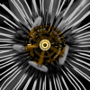 Perfumed Garden - EP - The Rah Band