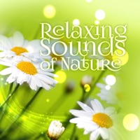 Relaxing Sounds of Nature - Calming Background Ambient Collection, Zen Spa Music, Deep Meditation, Yoga, Massage Music, Restful Sleep, Reiki Sound Healing - Serenity Nature Sounds Academy